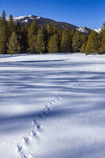 Animal tracks across pristine snow on sunny day. Sun Valley, Idaho, USA.