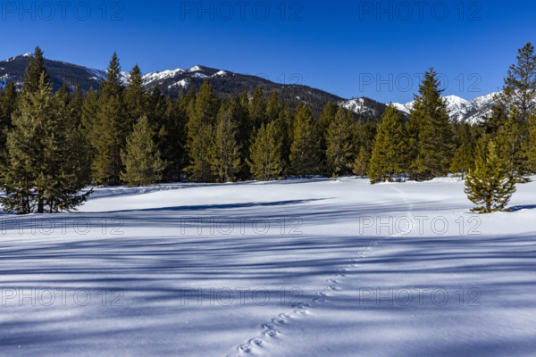 Animal tracks across pristine snow on sunny day. Sun Valley, Idaho, USA.