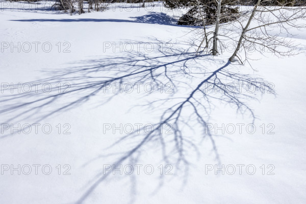 Shadows of aspen saplings on fresh snow. Sun Valley, Idaho, USA.