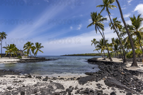 Palm trees on rocky beach. Kona, Hawaii, USA.