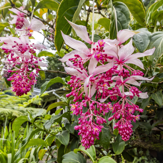 Tropical orchids growing in botanical garden. Kona, Hawaii, USA.