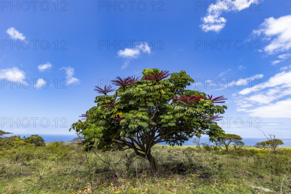 Flowering Australian umbrella tree (Heptapleurum actinophyllum) in landscape. Kona, Hawaii, USA.