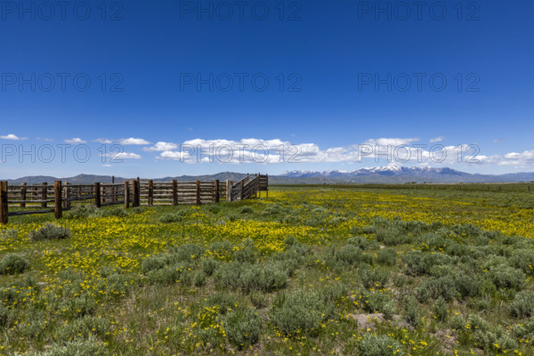 Cattle chute on blooming Camas Prairie. Fairfield, Idaho, USA.