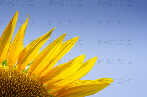 Close-up of sunflower against clear blue sky. Mendham, New Jersey, USA.