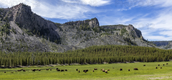 Bison herd grazing in grassy field. , Wyoming, USA.