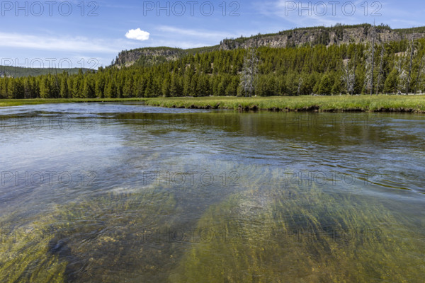 Firehole River calm water with aquatic plants. , Wyoming, USA.