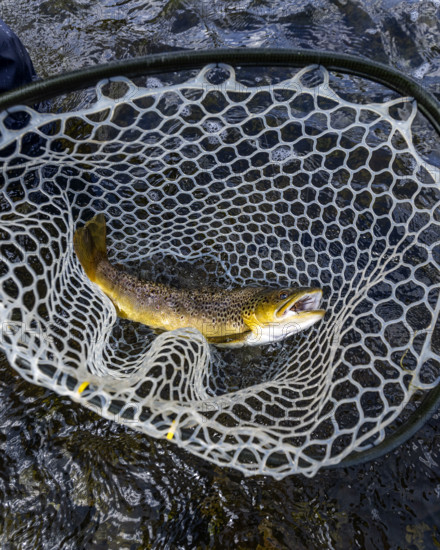 Wild trout in net before releasing. , Wyoming, USA.