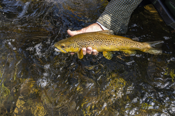 Close-up of fisherman cradles wild trout before releasing. , Wyoming, USA.