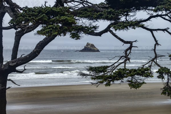 Offshore rocks seen through trees on beach. Cove Beach, Oregon, USA.