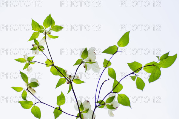Studio shot of Dogwood tree branch. Morristown, New Jersey, USA.