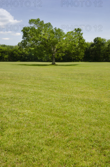 Oak Tree in green grassy field. Peapack, New Jersey, USA.
