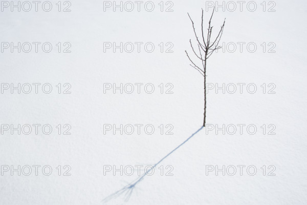 Crabapple tree sapling in winter. Nashville, Tennessee, USA.