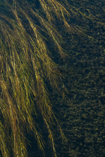 Water plants in Silver Creek. Bellevue, Idaho, USA.