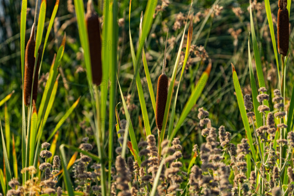 Close-up of cattails growing in marsh in Silver Creek Preserve. Bellevue, Idaho, USA.