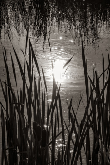 Cattails growing in marsh in Silver Creek Preserve, black and white. Bellevue, Idaho, USA.