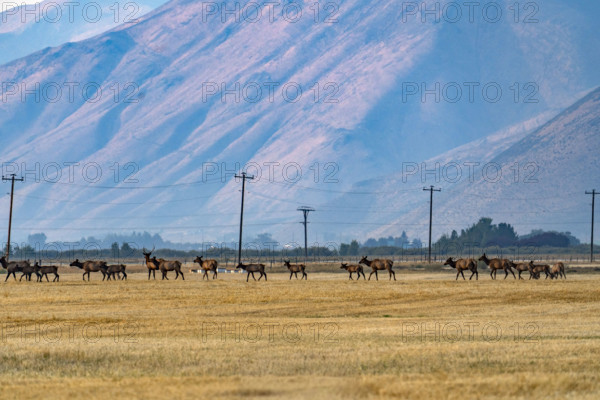 Herd of elk crosses pasture in Silver Creek Preserve. Bellevue, Idaho, USA.