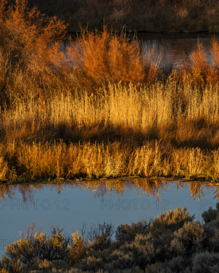 Marsh vegetation reflected in water at sunset. Bellevue, Idaho, USA.