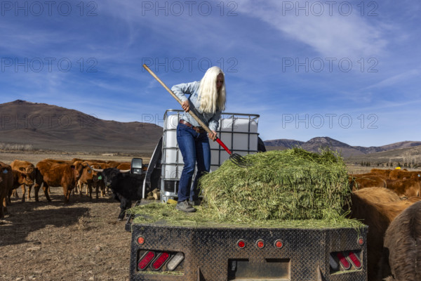 Senior blonde woman forking hay to cows. Mackay, Idaho, USA.