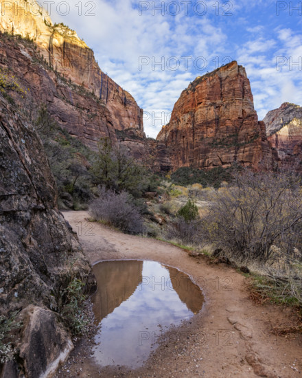 Rain puddle with Angels Landing rock formation in background. , Utah, USA.