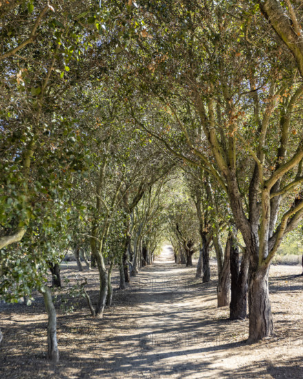 Treelined footpath on sunny day. Temecula, California, USA.