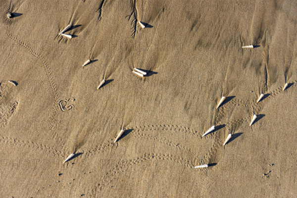 Overhead view of small sea shells on sand. , Guanacaste, Costa Rica.