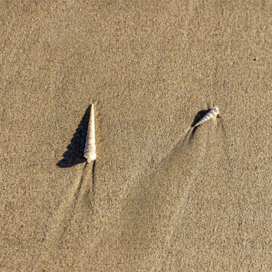 Overhead view of small sea shells on sand. , Guanacaste, Costa Rica.