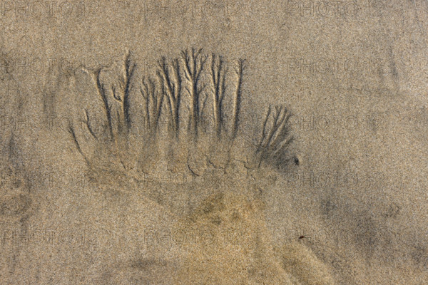 Abstract patterns on beach sand. , Guanacaste, Costa Rica.