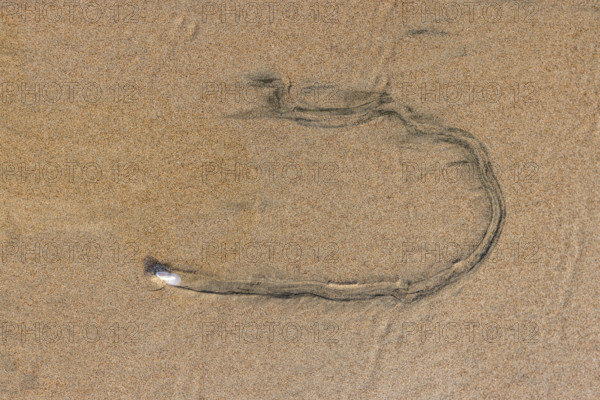 Overhead view of mollusk trail in wet sand. , Guanacaste, Costa Rica.