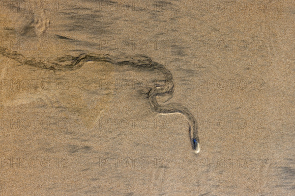 Overhead view of mollusk trail in wet sand. , Guanacaste, Costa Rica.