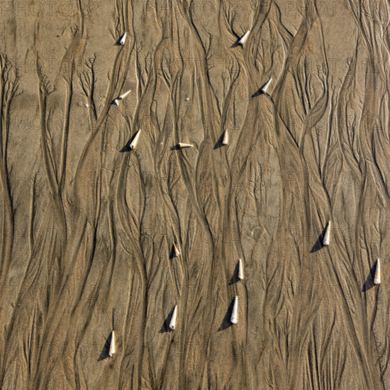 Abstract patterns and shells on beach sand. , Guanacaste, Costa Rica.