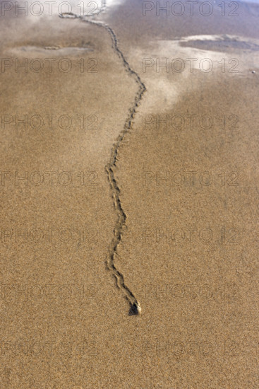 Overhead view of mollusk trail in wet sand. , Guanacaste, Costa Rica.