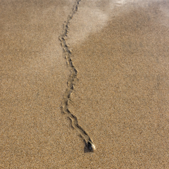 Overhead view of mollusk trail in wet sand. , Guanacaste, Costa Rica.