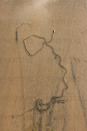 Overhead view of mollusk trail in wet sand. , Guanacaste, Costa Rica.