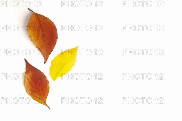 Studio shot of Dogwood and Beech leaves in fall color. Mendham, New Jersey, USA.