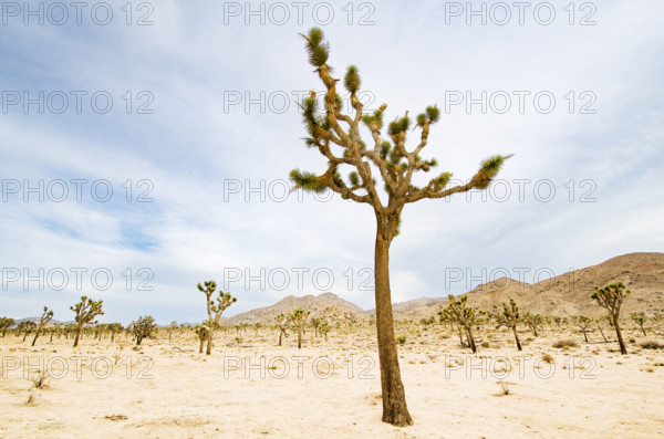 Joshua Trees growing in arid landscape. Joshua Tree, California, USA.