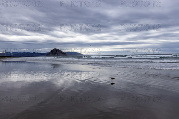 Seabird on wet beach with Morro Rock in distance, Morro Bay, California, USA.