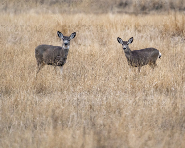 Two mule deer in grassy field, Bellevue, Idaho, USA.