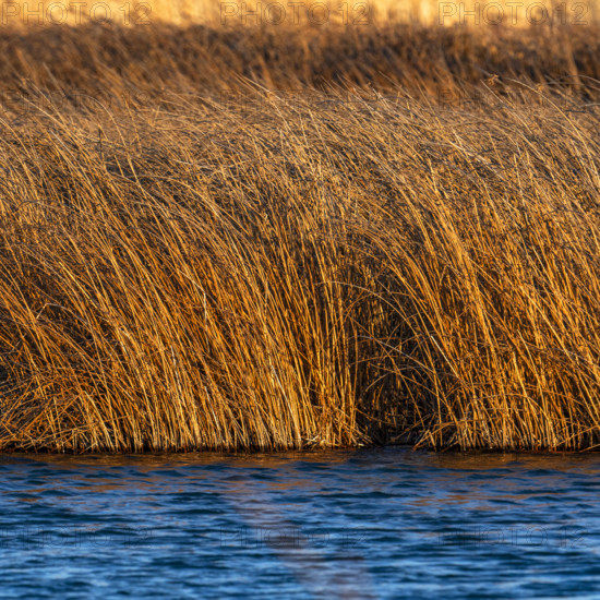 Marsh in late afternoon sunlight, Bellevue, Idaho, USA.