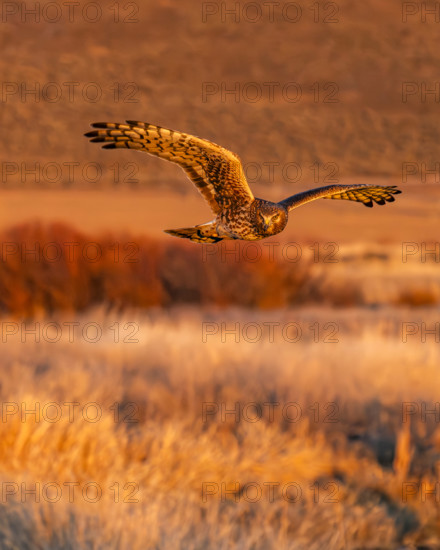 Harrier Hawk hunting over river at sunset, Bellevue, Idaho, USA.