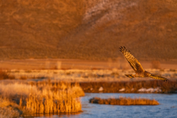 Harrier Hawk hunting over river at sunset, Bellevue, Idaho, USA.