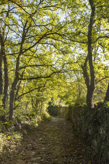 Old stone wall and empty footpath, Bonnieux, Vaucluse, France.