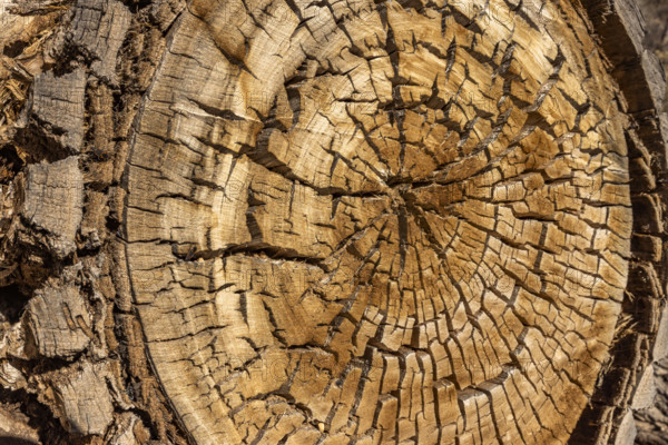 Close-up of ancient cut tree, Zion National Park, Utah, USA.