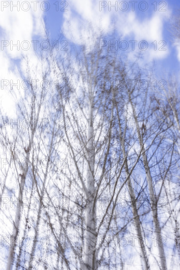 Trees against sky with clouds, blurred motion, Bellevue, Idaho, USA.