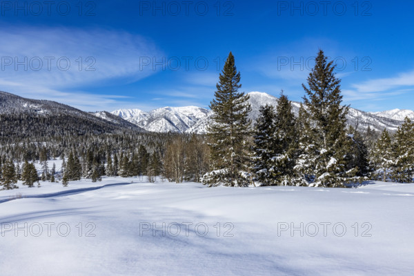 Pristine snow field with trees on sunny day, Sun Valley, Idaho, USA.