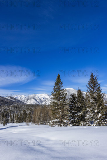 Pristine snow field with trees on sunny day, Sun Valley, Idaho, USA.