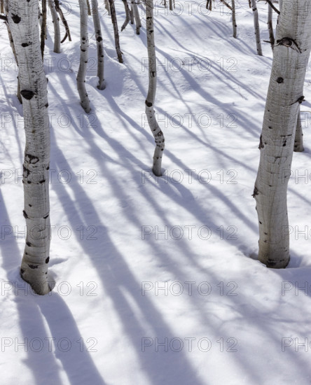 Aspen sapling trunks in snow, Sun Valley, Idaho, USA.