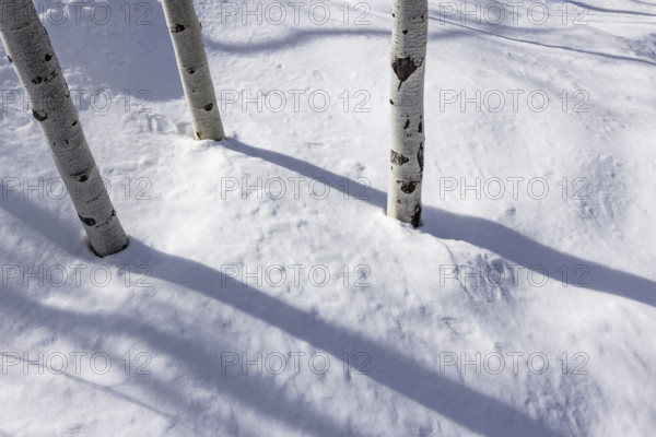 Aspen sapling trunks in snow, Sun Valley, Idaho, USA.