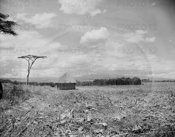 Countryside near Mount Elgon. A mud hut with a thatched roof stands alone in a stubbly field. In the distance is Mount Elgon, an extinct volcano located on the Kenya-Uganda border. Kenya, 28 December 1954., West (Kenya), Kenya, Eastern Africa, Africa.