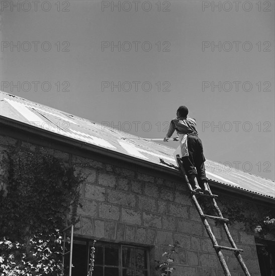 Name painting. A man on a ladder paints the name 'GABB' in large letters on the pitched roof of a single storey house belonging to Gabb. During the Mau Mau campaigns of the 1950s, house owners used signs such as this to announce which side they were affiliated to. North Kinangop, Kenya, 9-12 February 1953. Kinangop, Central (Kenya), Kenya, Eastern Africa, Africa.