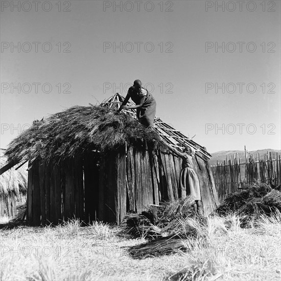 Building a hut. A woman reaches up to pass straw to a man who is thatching the roof of a wooden-framed hut. North Kinangop, Kenya, 9-12 February 1953. Kinangop, Central (Kenya), Kenya, Eastern Africa, Africa.